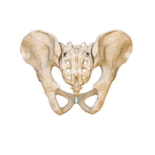 Adult Male Pelvis